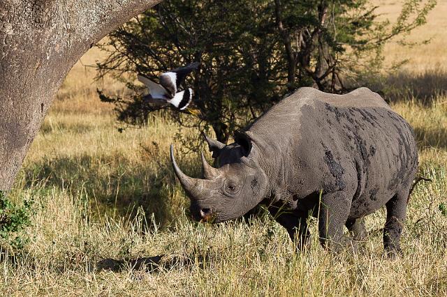 088 Tanzania, N-Serengeti, zwarte neushoorn.jpg